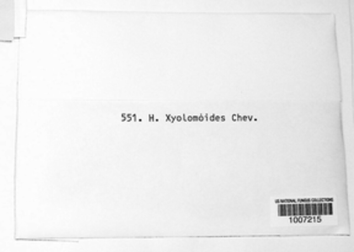 Hysterium xylomoides image